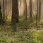 Pierwsze promienie słońca w lasach Puszczy Białowieskiej