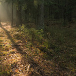 Pierwsze promienie słońca w lasach Puszczy Białowieskiej